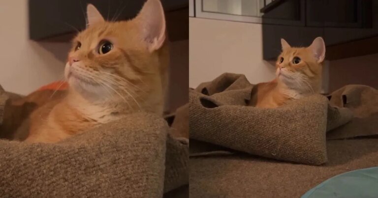Cat Is Visibly Flabbergasted After Owners Call Out Her ‘Trigger Words’ Cat Is Visibly Flabbergasted After Owners Call Out Her 'Trigger Words'