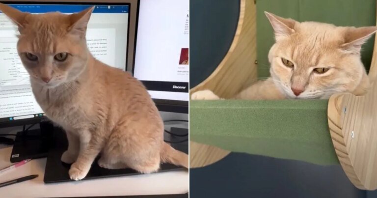 Cat Left Alone With Spare Human for 5 Days Barely Survives the Ordeal Cat Left Alone With Spare Human for 5 Days Barely Survives the Ordeal