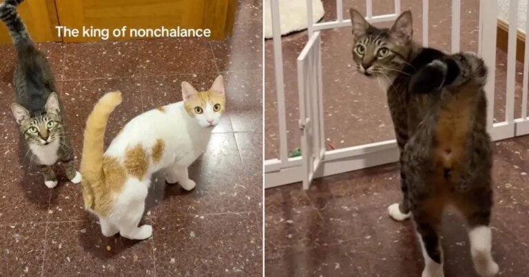 Cat Opens Tiny Door ‘Nonchalantly’, Before Looking Back for Recognition Cat Opens Tiny Door ‘Nonchalantly’, Before Looking Back for Recognition