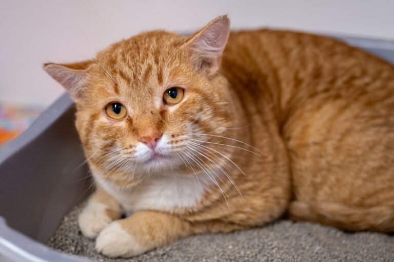 Cat Poop 101 – MEOW Foundation Cat Poop 101 - MEOW Foundation