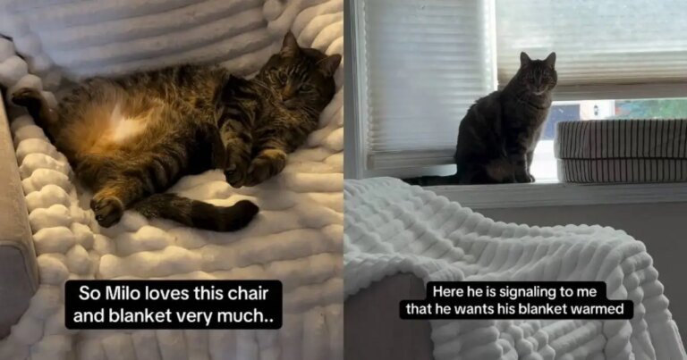 Cat Uses Top-Tier Communication Skills To Have His Blanket Heated Cat Uses Top-Tier Communication Skills To Have His Blanket Heated