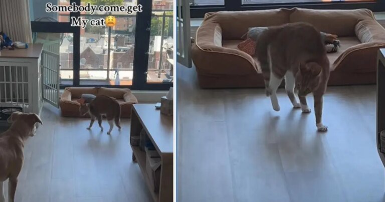 Cat Uses a Unique Tactic To Instigate Dog Sibling & Is Successful Cat Uses a Unique Tactic To Instigate Dog Sibling & Is Successful