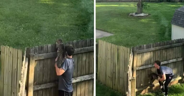 Cat’s Introduction to Neighborhood Stray Is Funny Without Words Cat’s Introduction to Neighborhood Stray Is Funny Without Words