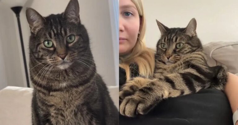 Cat’s Love for a Sling Carrier Stems from Pure Jealousy Cat's Love for a Sling Carrier Stems from Pure Jealousy