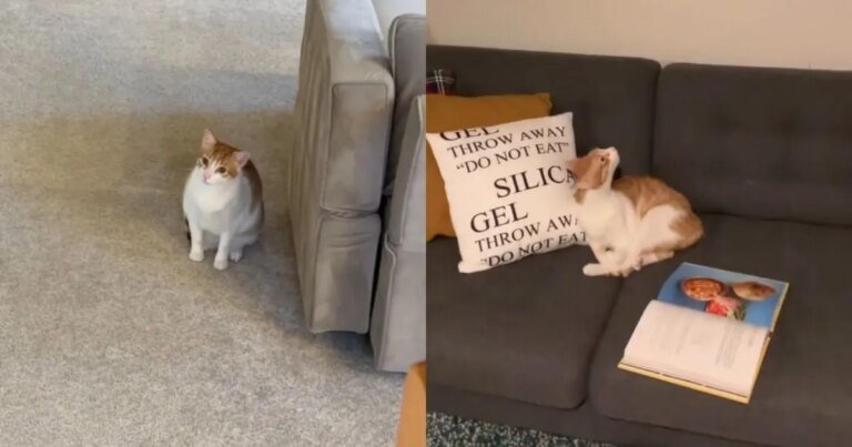 Cat’s ‘Mean Girl’ Energy Stays Dominant With His Archenemy Cat’s ‘Mean Girl’ Energy Stays Dominant With His Archenemy