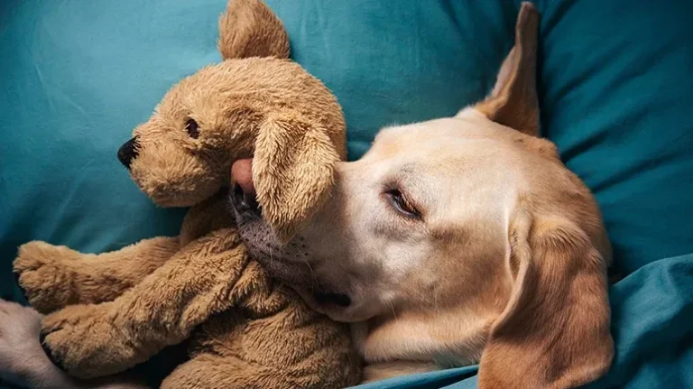 Could Your Dog’s Dream Life Be Richer Than You Think? Could Your Dog's Dream Life Be Richer Than You Think?