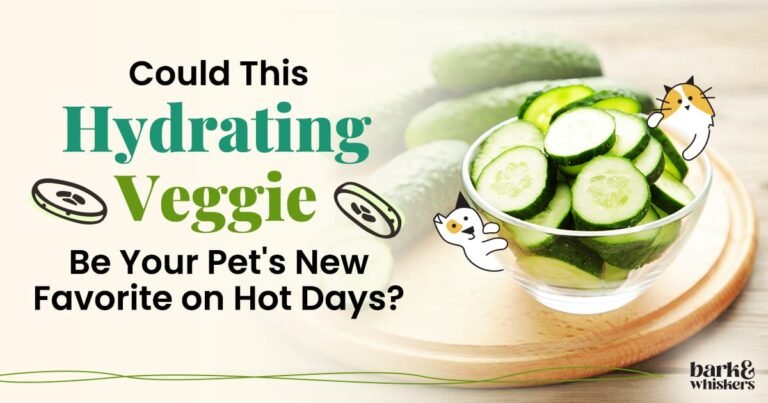 Cucumber Is a Wonderful Pet Treat on Warm Days Cucumber Is a Wonderful Pet Treat on Warm Days