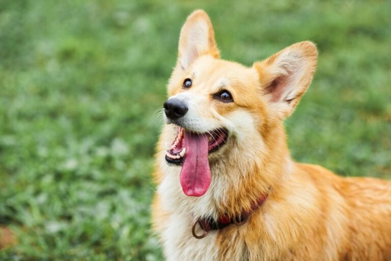 Dog sitting during training. Does Behavior Modification Work for Dogs in Board and Train Programs?
