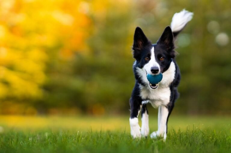 Dog Board and Train Programs for San Francisco Dog running with a ball. Dog Board and Train Programs for San Francisco