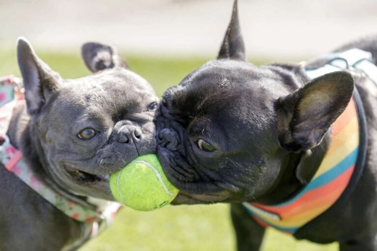 Dog Parks in Miami | Beyond the Dog French bulldogs playing with a ball. Dog Parks in Miami