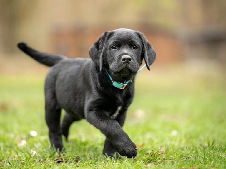 Five Obedience Commands That All Puppies Should Learn Puppy being trained. Five obedience command that all puppy should learn