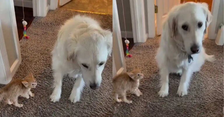 Foster Kitten Has the Most Unexpected Run-in With Golden Retriever Foster Kitten Has the Most Unexpected Run-in With Golden Retriever