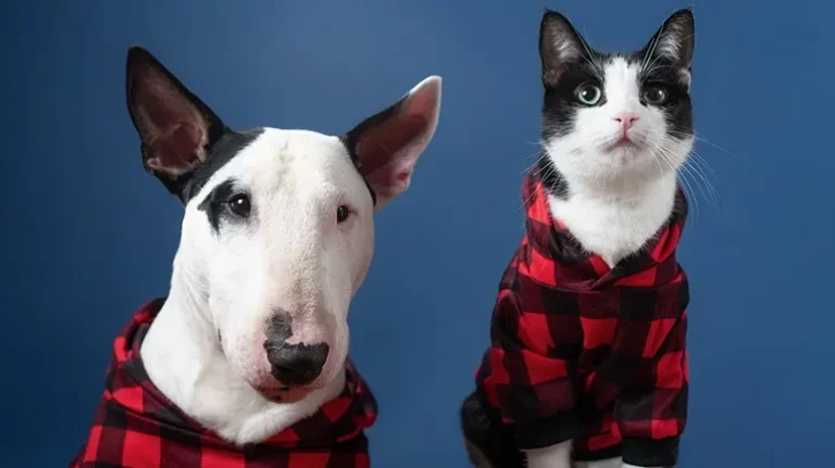 Foster Military Pets – Cool Way to Support the Military Foster Military Pets - Cool Way to Support the Military