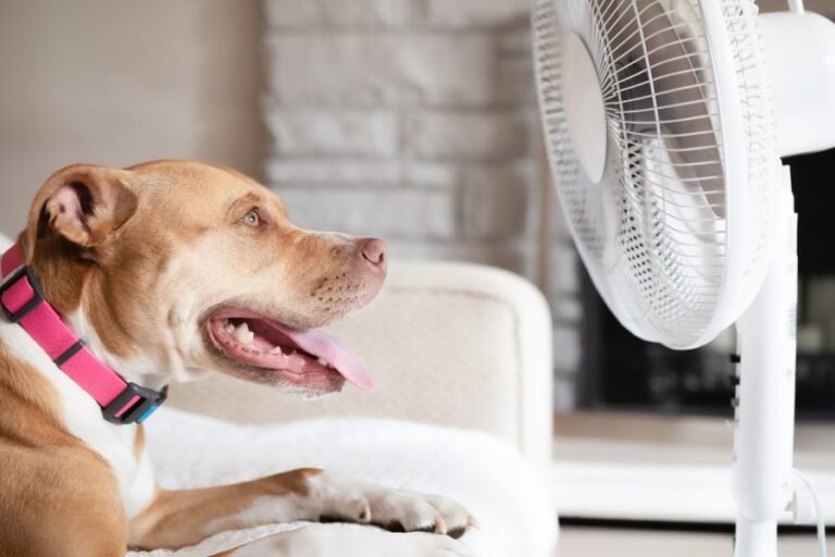 Heatstroke in pets | Heatstroke in dogs and cats: Symptoms, prevention tips and signs to watch out for in summer Representational Image