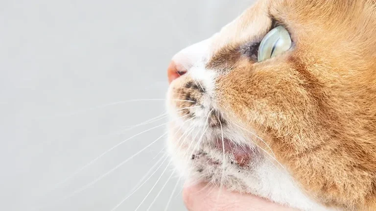 How Feline Acne Develops How Feline Acne Develops