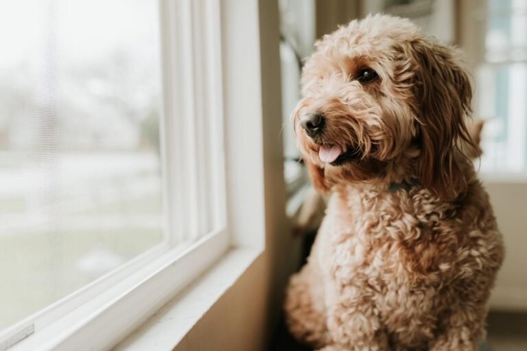 Dog looking out a window. How to understand your dog