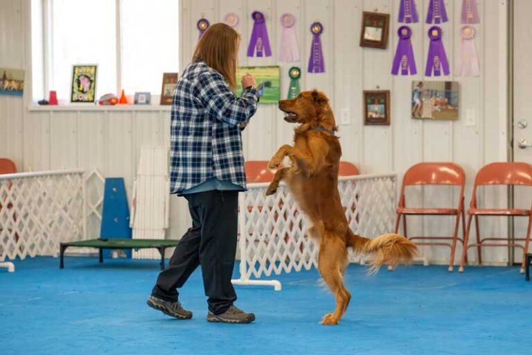 Impulse Control Training for Dogs Impulse Control Training for Dogs
