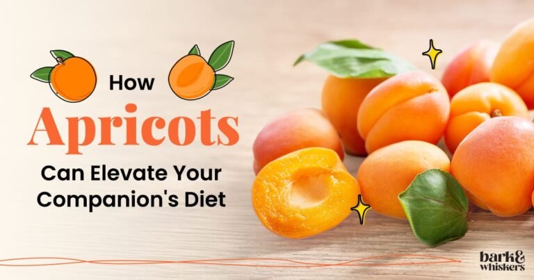 Is Apricot Good for Pets? Is Apricot Good for Pets?