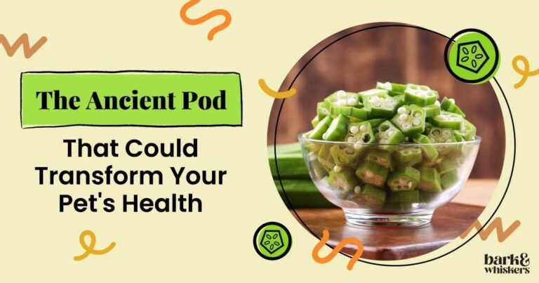 Is Okra Good for Your Pet? Is Okra Good for Your Pet?