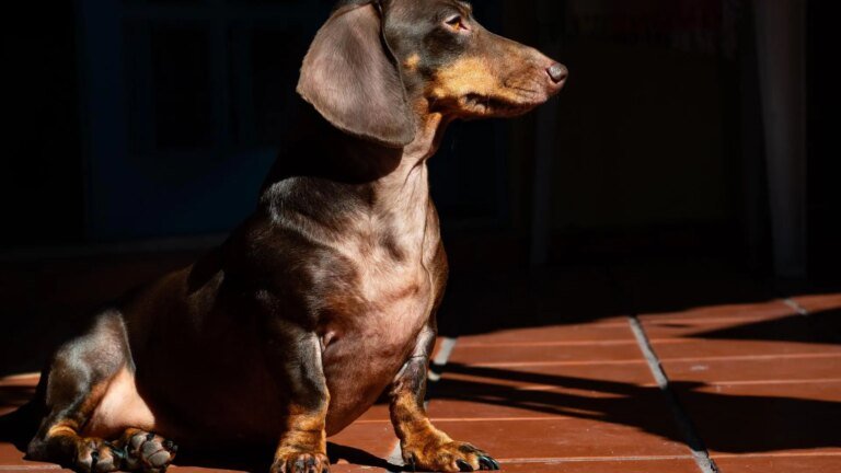 Keep your dog looking healthy with these coat care tips Keep your dog looking healthy with these coat care tips