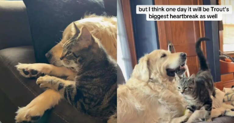 Kitten Proves He Loves Senior Dog More Than Anything & Anyone
