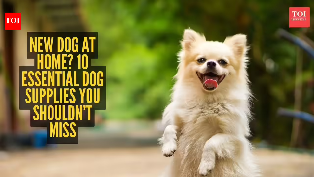 New dog at home? 10 essential dog supplies you shouldn’t miss | New dog at home? 10 essential dog supplies you shouldn’t miss |