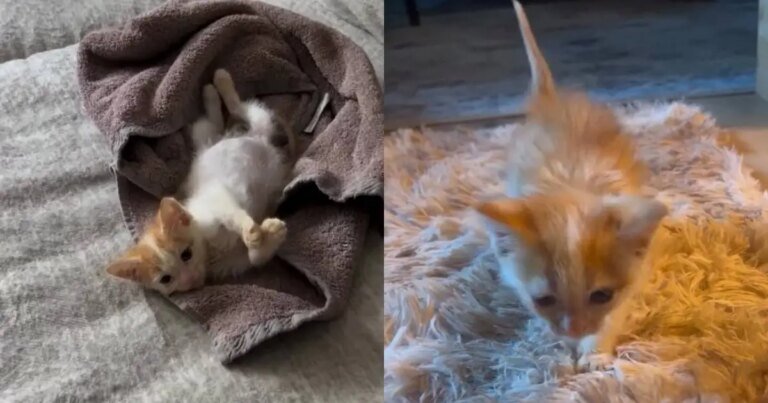 Newlyweds Wanted To Wait Before Having Pets Until a Cat Changed Plans