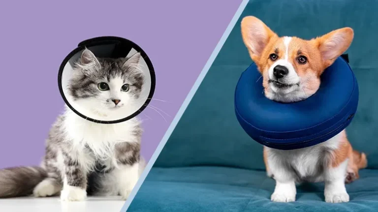 Not All Recovery Collars Are the Same Not All Recovery Collars Are the Same