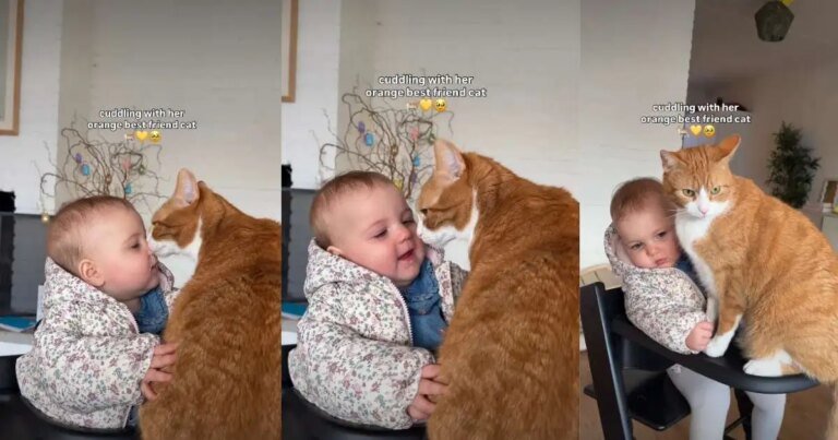 Orange Cat Cuddling With Baby Has Internet Thinking They’re Soulmates