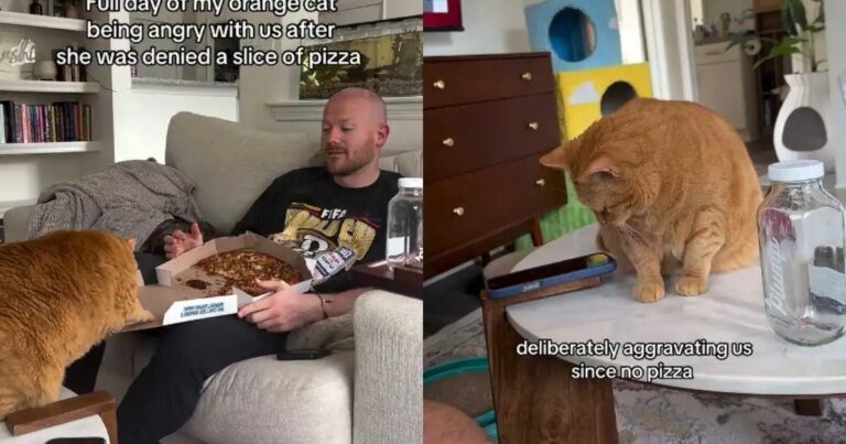 Orange Cat Spends Her Day Angry After Being Denied Pizza Orange Cat Spends Her Day Angry After Being Denied Pizza
