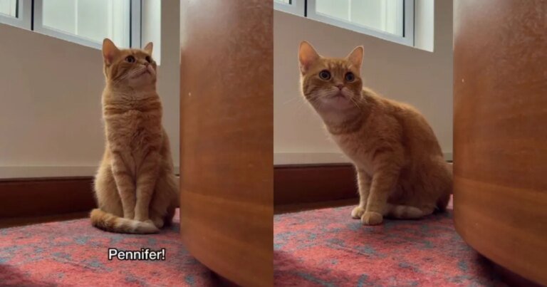 Orange Cat Vanishes Right When Mom Needs Her ‘Ginger Dopamine’ Fix Orange Cat Vanishes Right When Mom Needs Her 'Ginger Dopamine' Fix