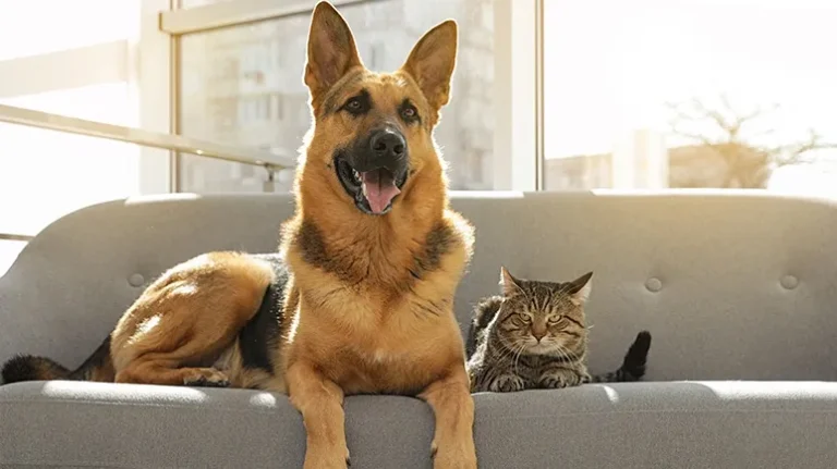 Other Ideas to Make Your Home Pet-Friendly Other Ideas to Make Your Home Pet-Friendly
