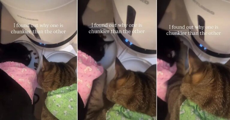 Owner Finally Understands Why One Cat Is ‘Chunkier’ Than the Other Owner Finally Understands Why One Cat Is ‘Chunkier’ Than the Other