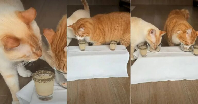 Owner Gives ‘Super Spoiled’ Cats a ‘Michelin Star Dining Experience'