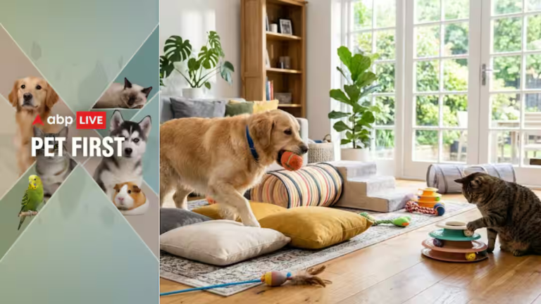 Pet First | 5 Indoor Activities To Help Your Overweight Pet Lose Weight This Summer Pet First | 5 Indoor Activities To Help Your Overweight Pet Lose Weight This Summer