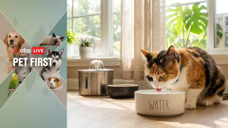 Pet First | 8 Easy Ways To Keep Your Cat Hydrated During The Summer Heat