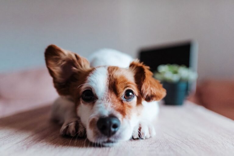 Puppy in down command at home. Puppy Proofing Your Home