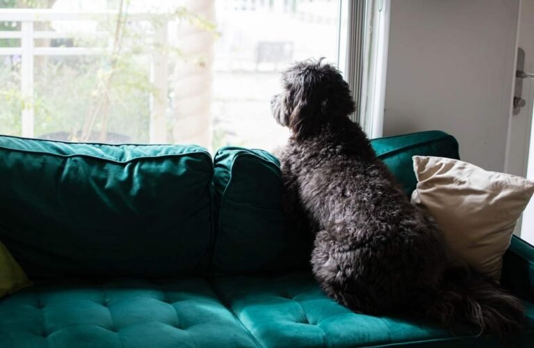 Recognizing Separation Anxiety in Puppies Puppy staring out a window. Recognizing Separation Anxiety in Puppies