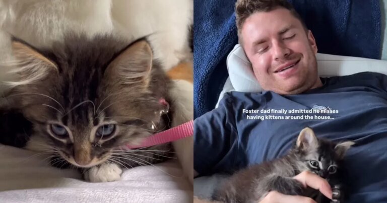 Rescue Kitten Becomes a Foster Fail & Finds a ‘Nanny’ in Dog Sibling