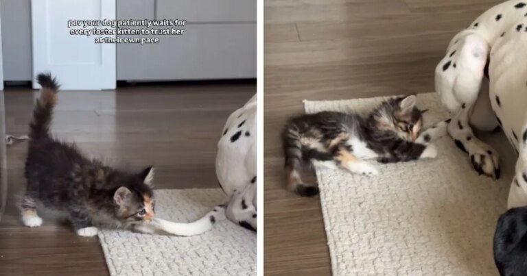 Rescue Kitten’s Growing Trust in Dog Has the Internet Melting Rescue Kitten's Growing Trust in Dog Has the Internet Melting