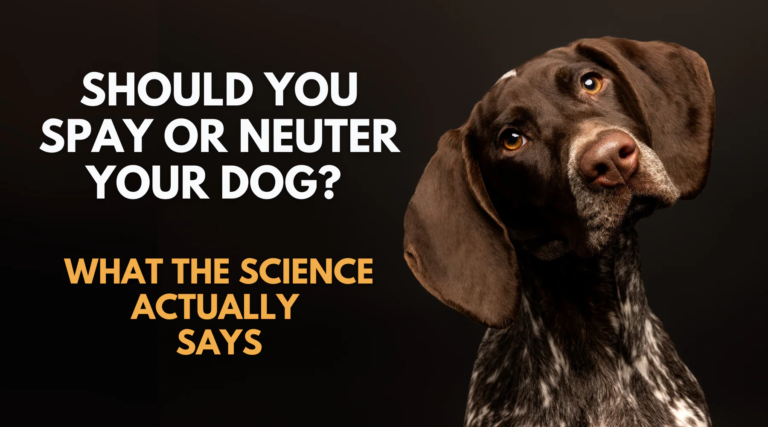 Should You Spay or Neuter Your Dog? What the Science Actually Says – Dr. Dobias International Should You Spay or Neuter Your Dog? What the Science Actually Says – Dr. Dobias International