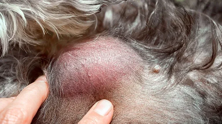 Signs of Pet Cancer Signs of Pet Cancer