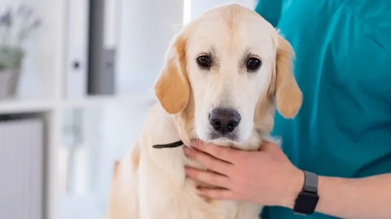 Spayed or Neutered Large Breed Dogs Are More Likely to Grow Obese