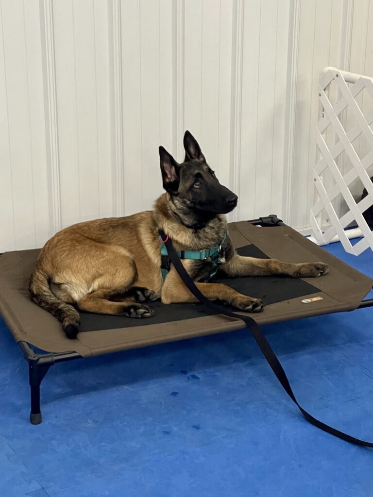 Teaching a Puppy to Settle on a Mat: Building Calm and Relaxed Behavior