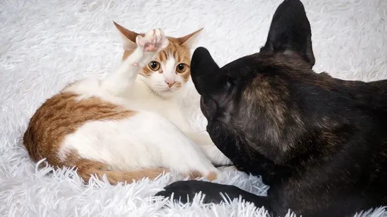 The 12 Most Cat-Friendly Dog Breeds