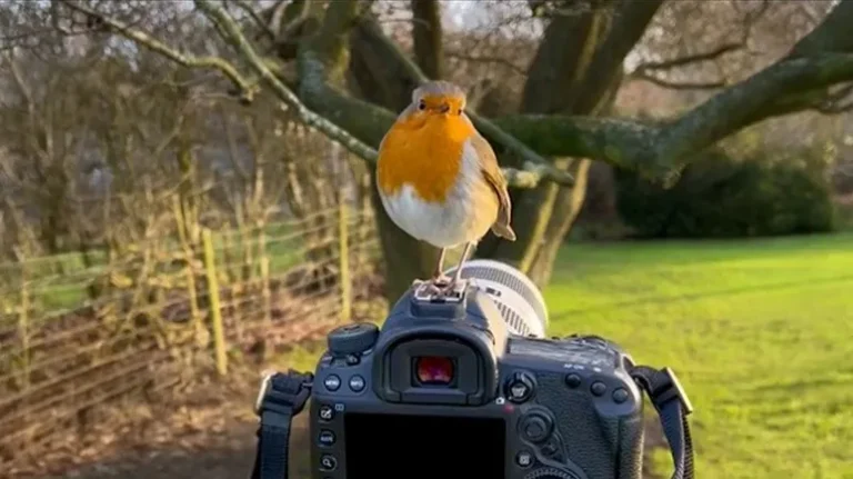 The Bird Who Became His Best Friend The Bird Who Became His Best Friend