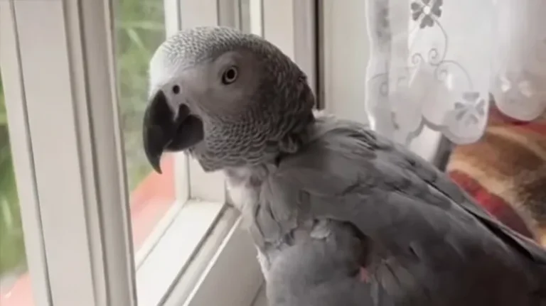 The Bird with Opinions About Everything The Bird with Opinions About Everything