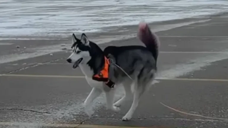 The Blind Dog Who Runs Like the Wind The Blind Dog Who Runs Like the Wind