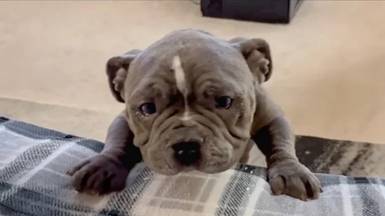 The Bulldog No One Wanted The Bulldog No One Wanted
