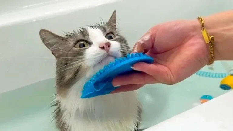 The Cat Who Loves Bath Time The Cat Who Loves Bath Time